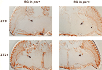 Fig. 9.