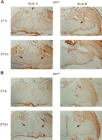 Fig. 10.
