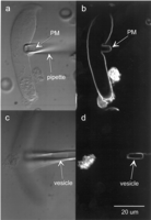 Fig. 3.