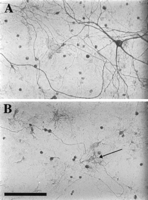 Fig. 10.