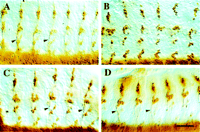Fig. 10.