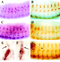 Fig. 9.