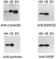 Fig. 10.