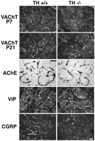 Fig. 9.