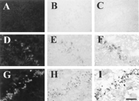 Fig. 9.
