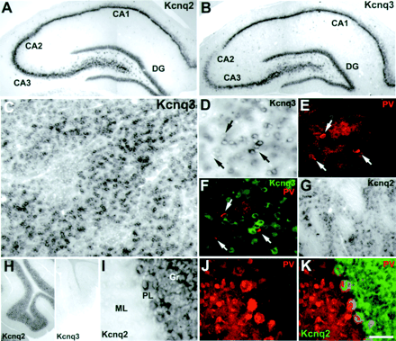 Fig. 10.
