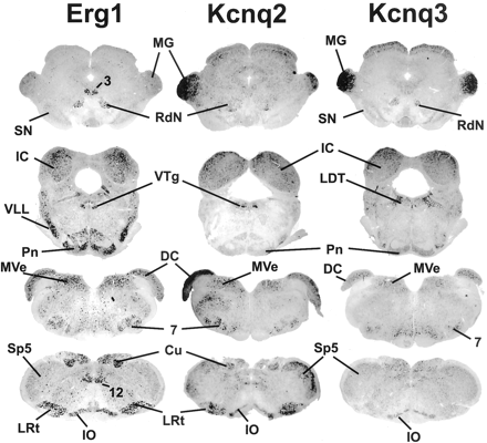 Fig. 12.