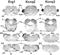 Fig. 12.