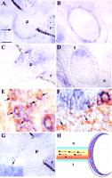 Fig. 10.