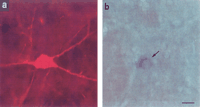 Fig. 8.