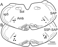 Fig. 10.