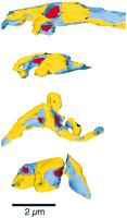 Fig. 7.