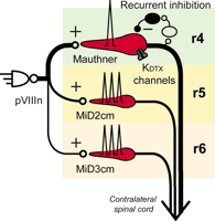 Figure 11.