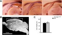 Figure 6.