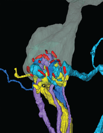 Cover image expansion