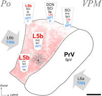 Figure 19.