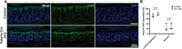Figure 13.